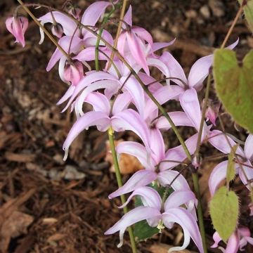 Epimedium brachyrrhizum - Elfenbloem