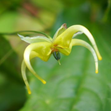Epimedium chlorandrum - Elfenbloem