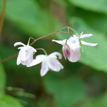 Epimedium diphyllum Dwarf Wit - Elfenbloem