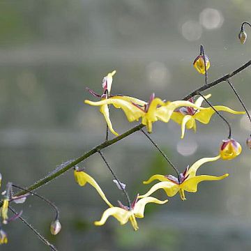 Epimedium elongatum - Elfenbloem