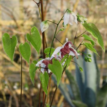 Epimedium epsteinii - Elfenbloem