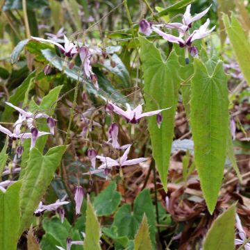Epimedium fargesii - Elfenbloem