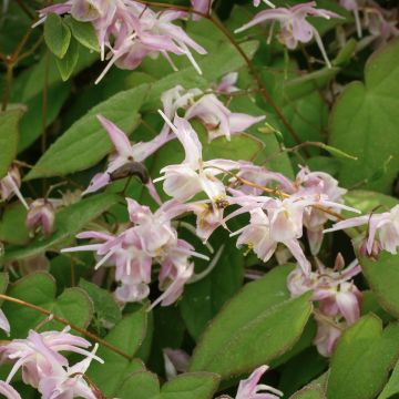Grootbloemige elfenbloem Akebono - Epimedium grandiflorum