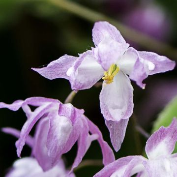 Epimedium grandiflorum Beni-kujaku - Grootbloemige elfenbloem