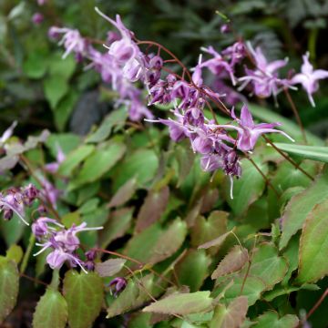 Epimedium grandiflorum Lilafee - Grootbloemige elfenbloem