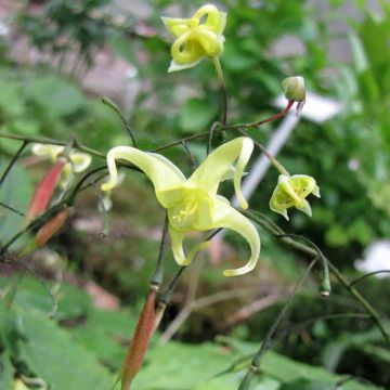 Epimedium ilicifolium - Elfenbloem