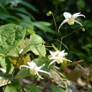 Epimedium latisepalum - Elfenbloem