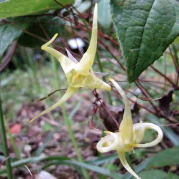 Epimedium membranaceum - Elfenbloem