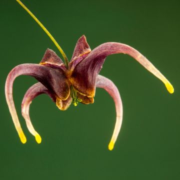 Elfenbloem Stormcloud - Epimedium omeiense