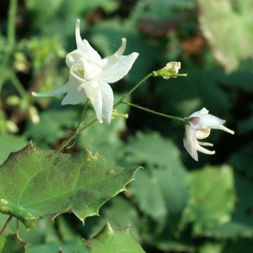 Epimedium pauciflorum - Elfenbloem