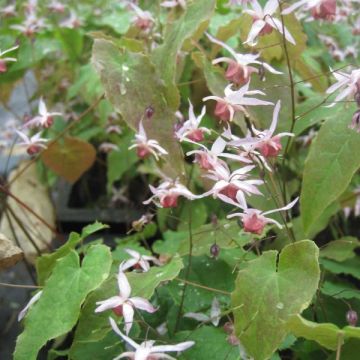 Epimedium Pink Elf - Elfenbloem