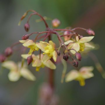Epimedium pinnatum Black Sea - Elfenbloem