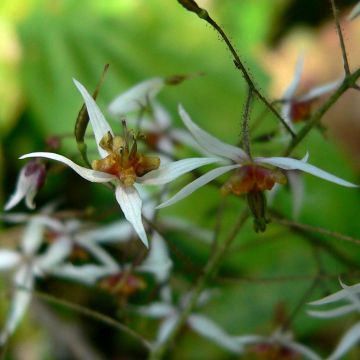 Epimedium pubescens - Elfenbloem