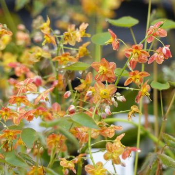 Epimedium pubigerum Orangekönigin - Elfenbloem