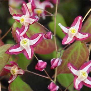 Epimedium rubrum Galadriel - Elfenbloem