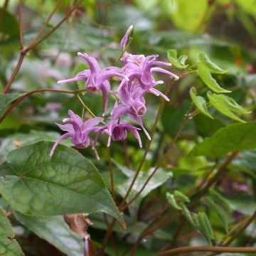 Epimedium sempervirens - Elfenbloem
