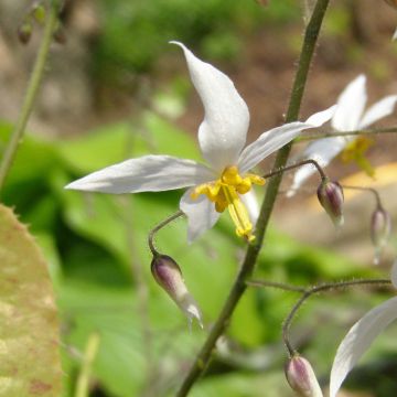 Epimedium stellulatum Wudang Star - Elfenbloem