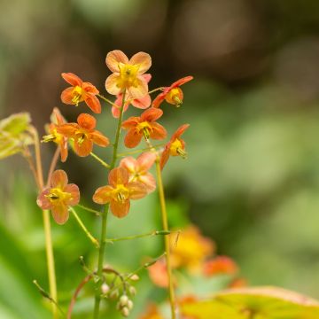 Epimedium warleyense - Elfenbloem