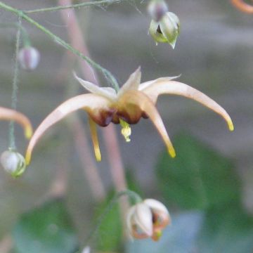 Epimedium wushanense - Elfenbloem