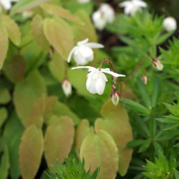 Epimedium youngianum Niveum - Elfenbloem