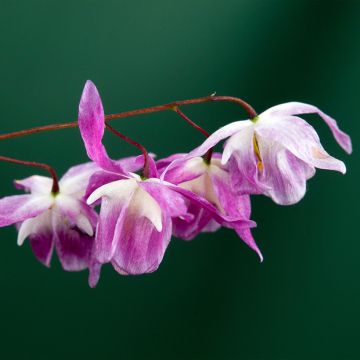 Epimedium youngianum Roseum - Elfenbloem