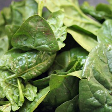 Spinazie Lombardia F1