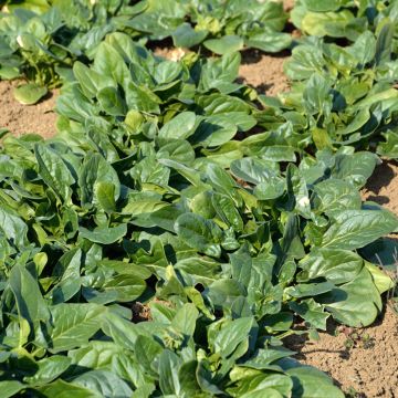 Snijbiet Epinard Perpetual