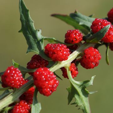 Rode aardbeispinazie - Chenopodium foliosum