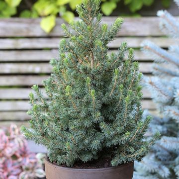 Picea glauca Biesenthaler Frühling - Witte spar