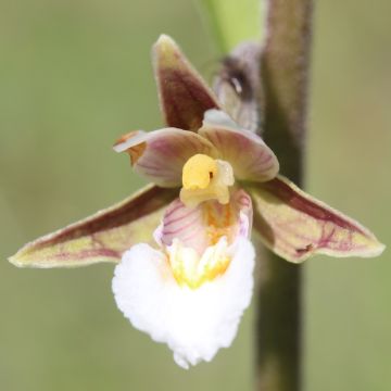 Epipactis palustris - Moeraswespenorchis
