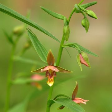 Epipactis thunbergii gigantea - Wespenorchis