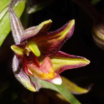 Epipactis veratrifolia - Wespenorchis