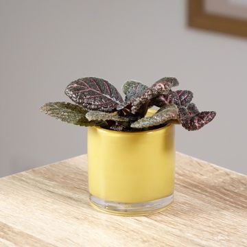 Episcia Pink Acajou - Vlamviolet