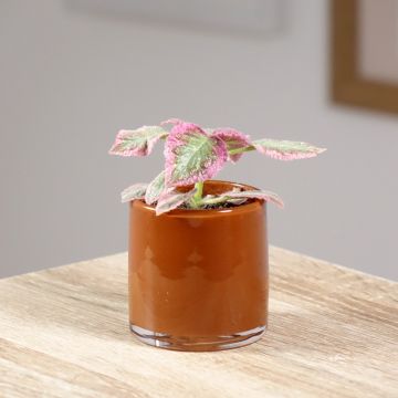 Episcia Pink Brocade - Vlamviolet