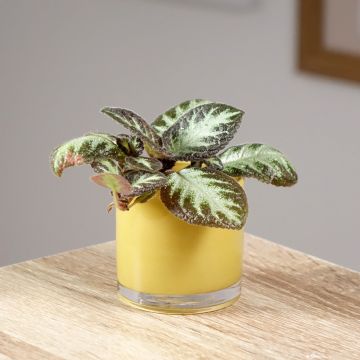 Episcia Silver Shield - Vlamviolet