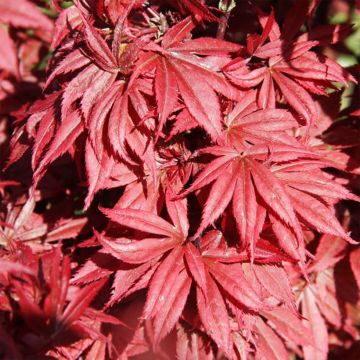 Acer palmatum Brandts Dwarf - Japanse esdoorn
