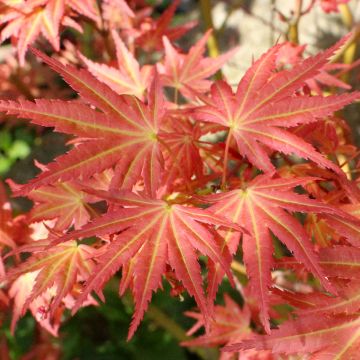 Acer palmatum Brown Sugar - Japanse esdoorn