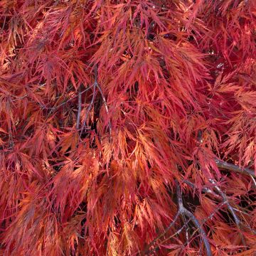 Acer palmatum Dissectum Orangeola - Japanse esdoorn