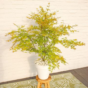 Acer palmatum Orange Lace - Japanse esdoorn