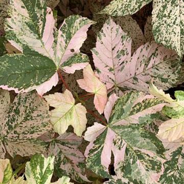 Acer pseudoplatanus Eskimo Sunset - Gewone esdoorn