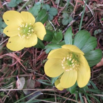 Eranthis hyemalis Schwefelglanz - Winterakoniet