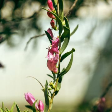 Eremophila laanii - Emustruik