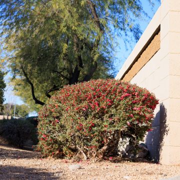 Eremophila maculata - Emustruik