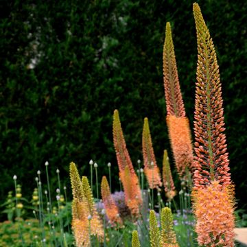 Eremurus isabellinus Cléopatra - Steppenlelie