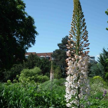 Eremurus Joanna - Steppenlelie