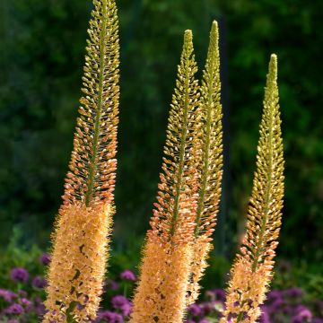 Eremurus stenophyllus Moneymaker - Steppenlelie