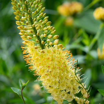 Eremurus bungei - Steppenlelie