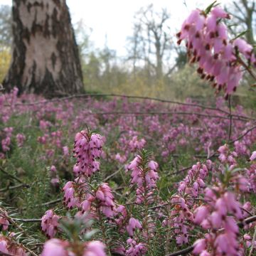 Erica darleyensis Jenny Porter - Winterheide