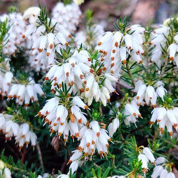 Erica carnea Snow Queen - Winterheide