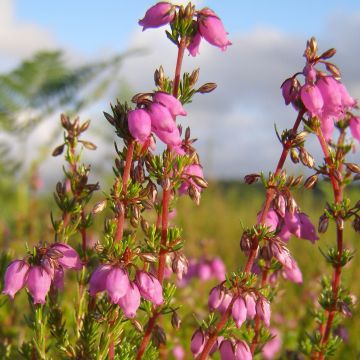 Erica cinerea Rosa Bella - Dopheide